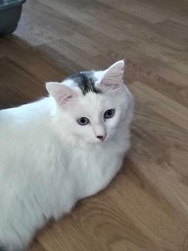 ev iti ucuz: Böyük xəzli, gözü mavi-boz balaca pişik balası - Rəng: Boz–gümüş — 8