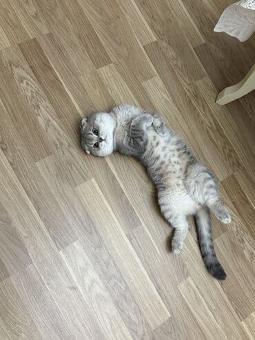 cütleşdirilir: Şinşilla, Erkək, Cütləşmə üçün — 2