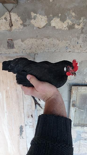 Toyuq, Damazlıq lalafo.az -da Toyuq, Damazlıq