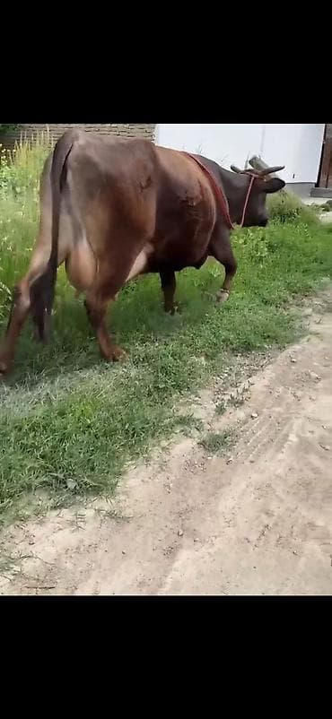 sudu ineyler: Südlük inək - Rəng: tünd qəhvəyi, bədən quruluşu dolğundur - — 2