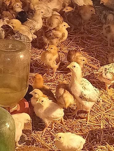 Toyuq cücələri, Ətlik