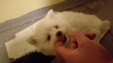 şpitiz: Şpitz, Dişi — 2