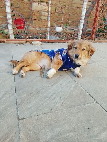 Yemlər: Zvanok. 1 yaş. Erkək. Etibarlı əllərə verilir — 3