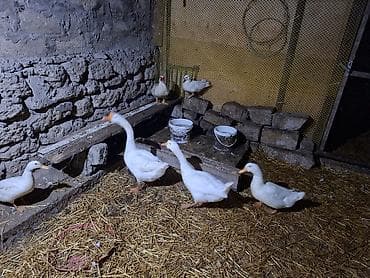 toyuq evi: Ağ ördəklər – təsərrüfat üçün hazır sürü - Növ: ağ ev ördəkləri — 3
