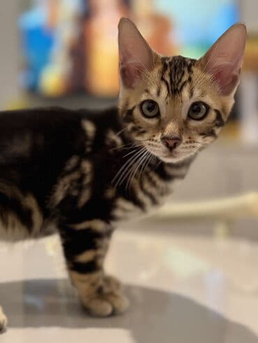 sotland pişik: Benqal — 8