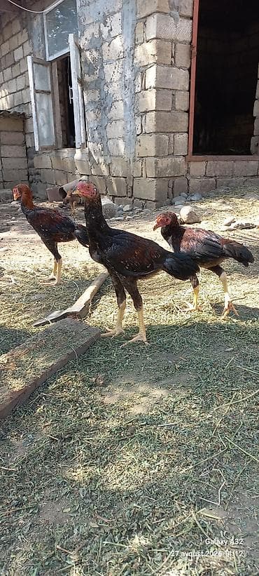 lider toyuqlari: Toyuq, Damazlıq — 1