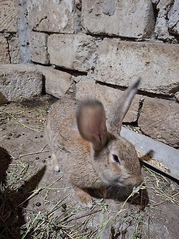 dovşam: 2 dovşan satilir biri temiz qan velikandi erkeydi tam saglamdi 4 — 7
