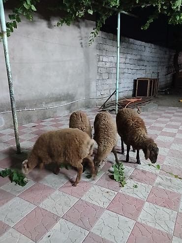 quzu qiyməti: 4 baş erkey quzu sağlam yeyimcil heyvanlardı qiymət 4 nə aitdi — 2