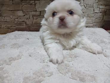 it xaltalari satisi: Pekines — 4