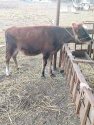 ineklerin satisi: Dişi dana — 3