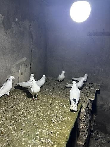 kəklik quşu: 1 i 10 manatdi — 3