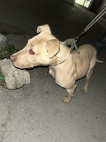 baliq qulagi: Pitbul, 3 ay, Dişi, Ödənişli çatdırılma — 1