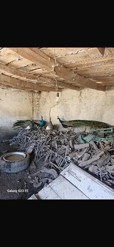 inek sekilleri: Qeyd: Cütü 350 azn Məhsul: Tavus quşları (erkək və dişi fərdlər) — 3