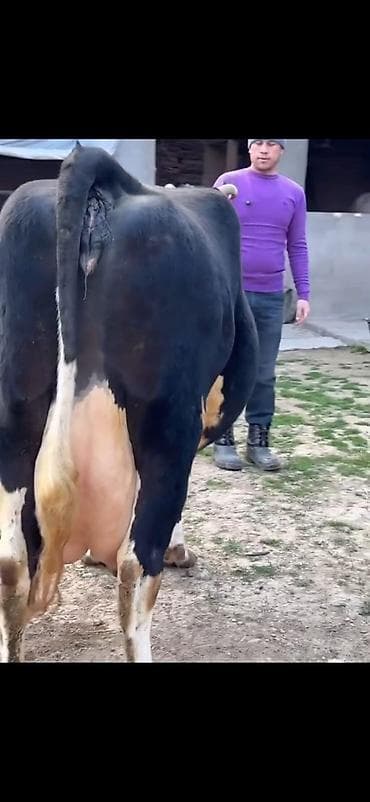 qara mal: Südlük inək və balası - Cins: qara‑ağ (Holştin tipli) süd istiqamətli — 5