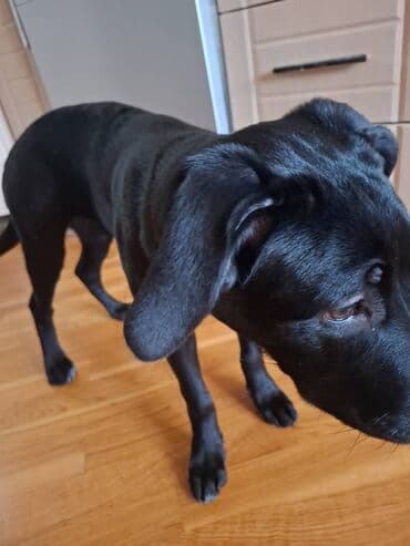 it bazari 2019: Kane-Korso, 4 ay, Dişi — 2