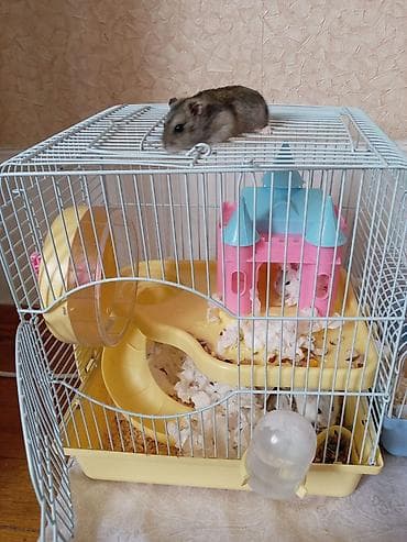 ucuz qoyun: Hamster üçün iki ədəd qəfəs dəsti 1 bala bir Erkey:1dişi yemleride — 2