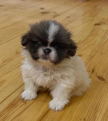 balaca cins itler: Pekines — 1