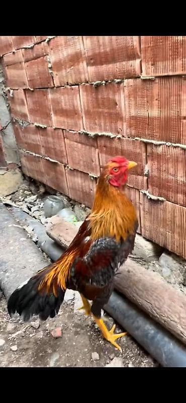 gence toyuq satisi: Heyratı satılır aprel beçesi Apo cinsi boş bekar adamlar narhat — 1