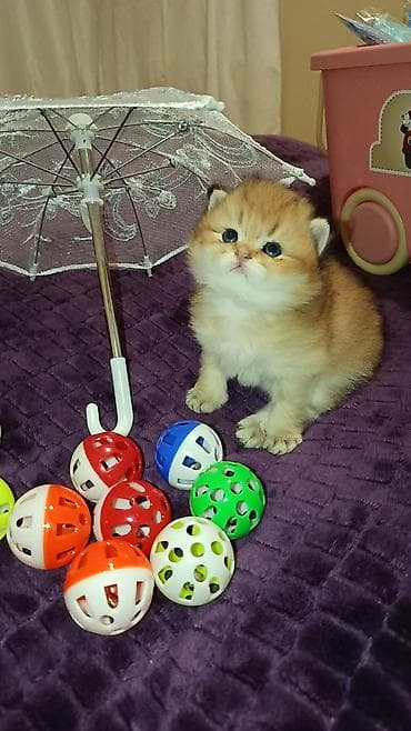 ev pişiyləri: Britan, Erkək, Yaxşı əllərə — 3