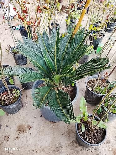ciledagi bitki: SEKAS PALMA– Cycas revoluta, iri plastik dibçəklərdə. - Bitki tipi — 7