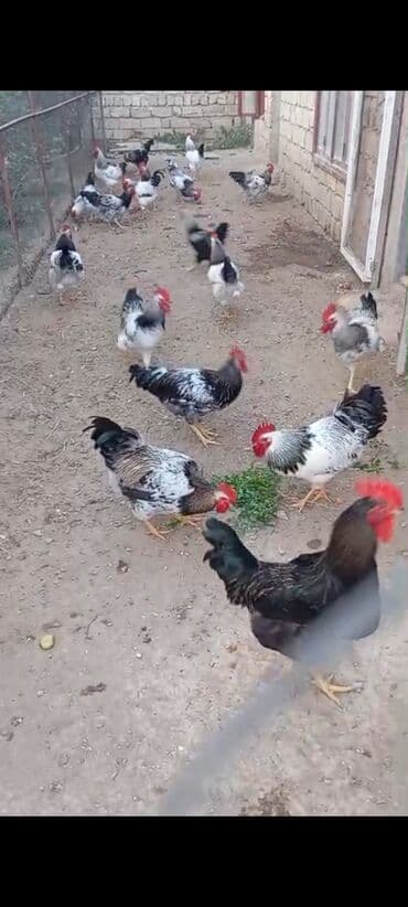 Məhsul: Təmiz həyət şəraitində saxlanılan xoruzlar Təsvir: -