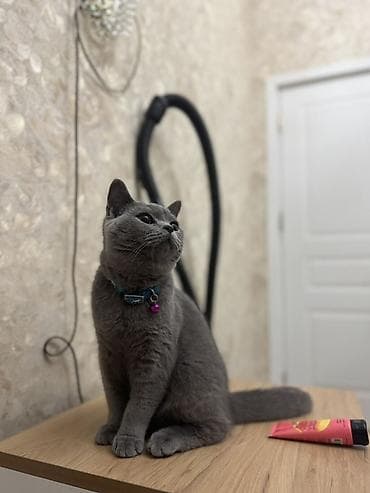 it qovan aparat: Britan, Erkək, Yaxşı əllərə — 2