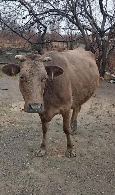 sivas kangal kanqal iti: Dana, buzov — 2