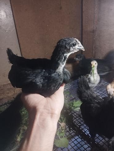 papağ şekili: Toyuq cücələri, Damazlıq, Ünvandan götürmə — 2