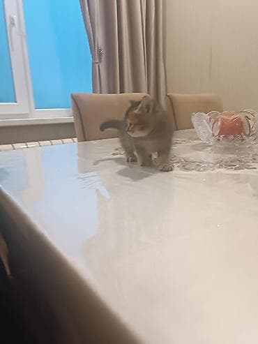 pişim: Britan — 4