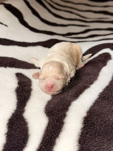 ən bahalı itlər: 1 ay, Dişi, Sənədli, Ünvandan götürmə, Pulsuz çatdırılma, Ödənişli çatdırılma — 3