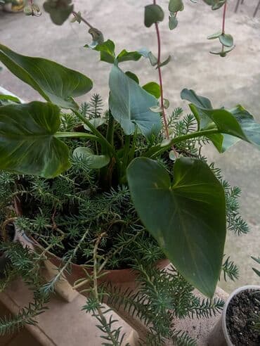 aloe vera satışı: Her nov guler var endirimnen verecem Gencedi istiyen yazsin satiş — 57