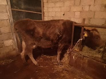 ev heyvanlari satisi: Dişi, Holsteyn, Simental, il: 4, 100 kq, Südlük, Ünvandan götürmə, Ödənişli çatdırılma — 5