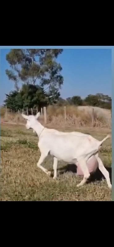cins ineklerin satisi: Keçi ekiz balali di iki balası var ikinci qarına dogub — 7