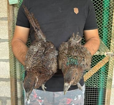 itlerin pulsuz verilmesi: Şəkildə gördüyünüz Rumun Qırqovulları satılır. 6 aylıq quşlardır. 1 — 4