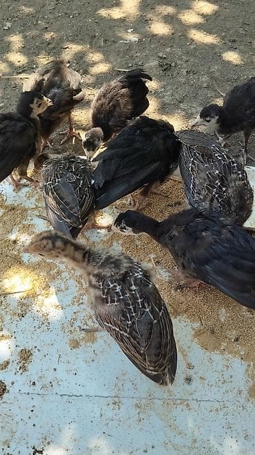 Digər quşlar: 45 günlük balalardı tam sağlamdı sağlamlıqlarına cavabdehəm 12 denedi — 3