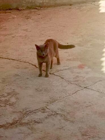 pişik sahiblendirilir: Yaxşı əllərə — 3