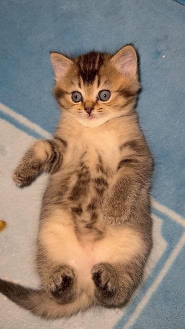 gold şinşila pişik: Qızıl şinşilla — 4