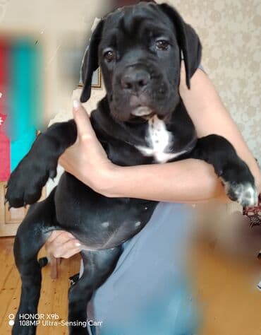 balaca it şəkilləri: Kane-Korso, 2 ay, Erkek, Peyvəndli — 3