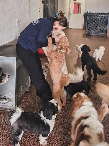 dog argentin: 🐶 İt Gəzdirilməsi Xidməti | Bakı Salam! Mən itləri çox sevirəm və — 2