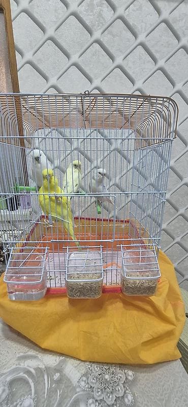 pişik sudu: Dalmatin və klassik rənglərdə büdcə dostu dalğalı tutuquşular — 2