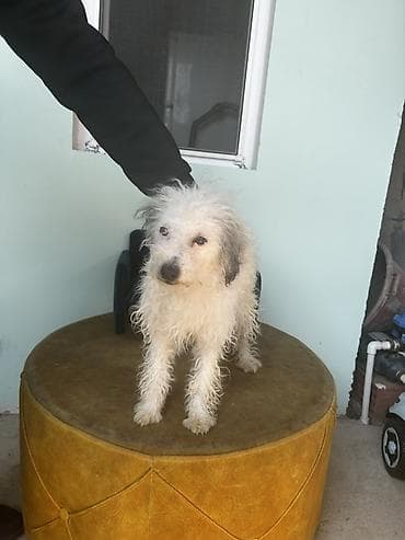 Pudel, 5 ay, Erkek, Peyvəndli, Pulsuz çatdırılma