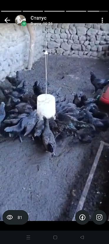 cuce ve xoruz temsili: Toyuq, Ətlik — 1