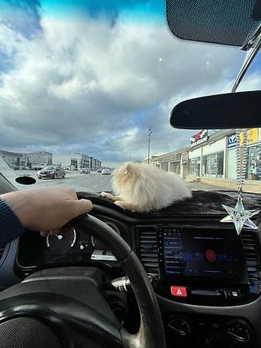 puldur: Şpitz, 5 ay, Dişi, Pulsuz çatdırılma — 9