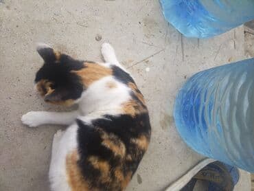 Другие животные: В добрые руки — 3