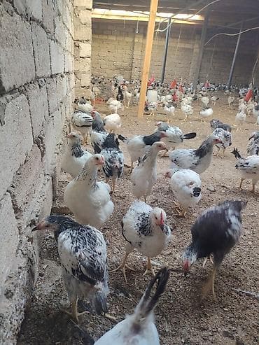 kend cucesi: Toyuq cücələri, Damazlıq — 1