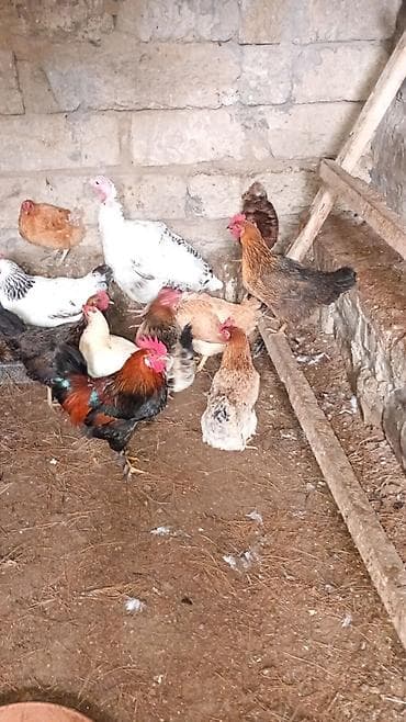 Akvariumlar: Toyuq, Yumurtalıq, Ünvandan götürmə — 5