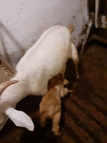 kişi keçə şap şapları: Sənan və alpin keçilərinin qarışığı. Südlük və ətlik keçilər. Balası — 1