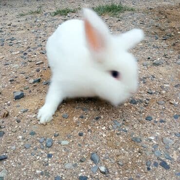 Holland lop dovşanlar 3 böyük 2 bala. balanın biri 15azn böyüyün