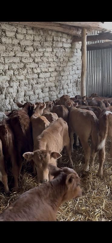 angus dana: Saf fransız mənşəli Limuzin cinsli buzovlar - Cins: Limuzin (ətlik — 5