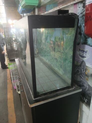 Akvariumlar: 140litir su tutumu Uzunluqu 90sm Hundurluyu50sm Eni 31 sm 150Azn — 3